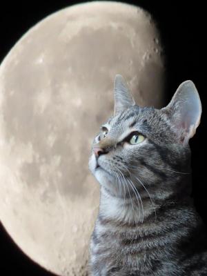 Competition entry: Lunar kitty