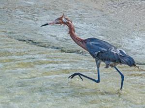 Competition entry: Bad Hair Day For This Reddish Egret