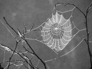 Competition entry: Backlit Web