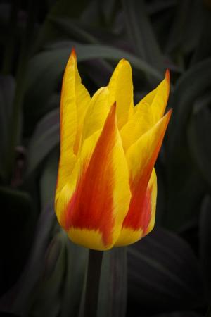 Competition entry: Painted Dutch Tulip