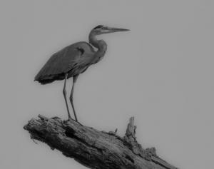 Competition entry: Heron Perching on Log