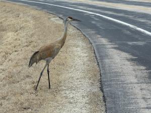 Competition entry: Why did the sandhill cross the road?