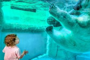 child and polar bear admiring each other