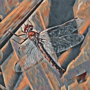 Competition entry: Dragonfly