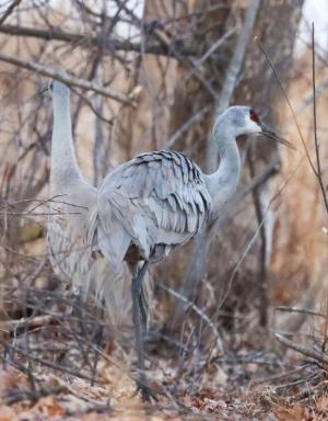 Competition entry: Pair of Sandhill cranes