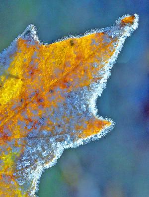 Competition entry: Frosty Leaf #2
