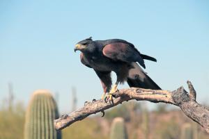 Competition entry: Harris Hawk