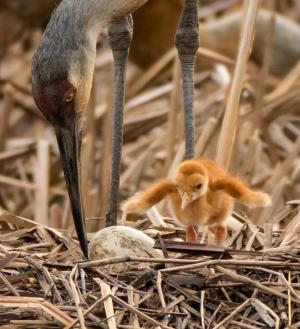 Competition entry: Mother Sandhill Crane with Colt