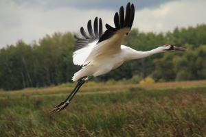Competition entry: Whooping Crane