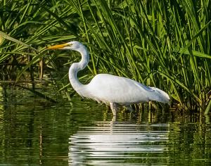 Competition entry: Great Egret late day fishing in the summertime