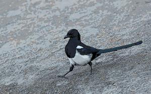 Competition entry: Magpie On A Mission