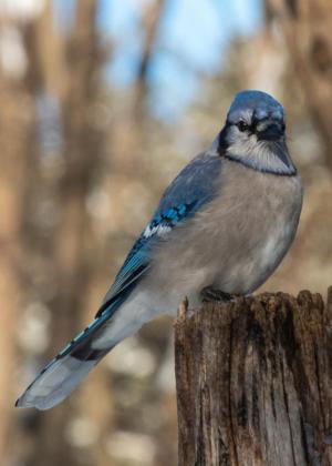 Competition entry: Mr. Blue Jay