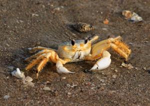 Competition entry: This Ghost Crab Sees Me!