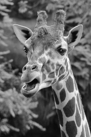 Competition entry: Giraffe Laugh