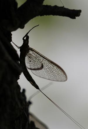 Competition entry: Mayfly