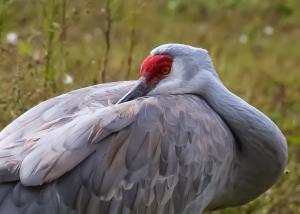 Competition entry: Sandhill crane spring 2021
