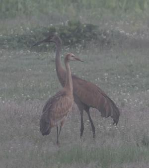 Competition entry: Sandhill Cranes in Foggy Meadow