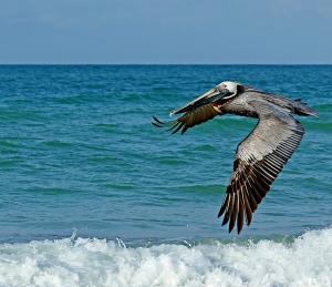 Competition entry: Brown Pelican With A Snack