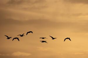 Silhouetted birds at sunrise.