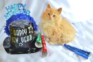 Competition entry: New Year's Fur Baby