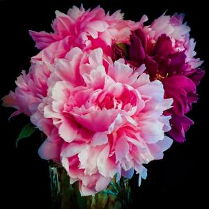 Competition entry: Peony Pride