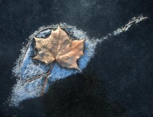 Competition entry: Leaf in snow #2