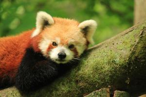 Competition entry: Red Panda