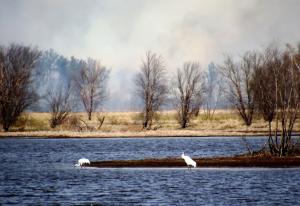 Whooping Cranes at Necedah Wildlife Refuge during controlled burn