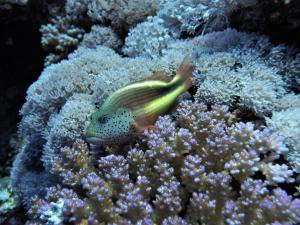 Competition entry: Hawkfish, Red Sea