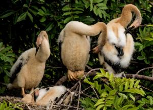 Competition entry: Fluffy Anhinga Chicks Are Preening