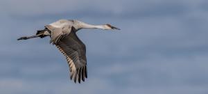Competition entry: Sandhill Crane in Flight