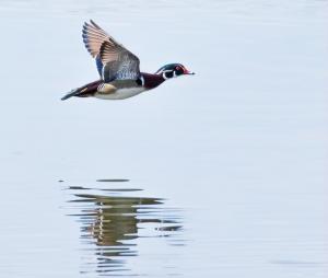 Competition entry: Wood Duck In Flight