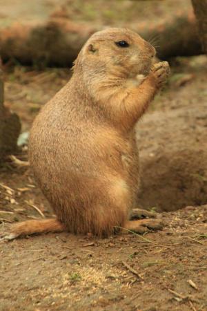 Competition entry: Prairie Dog