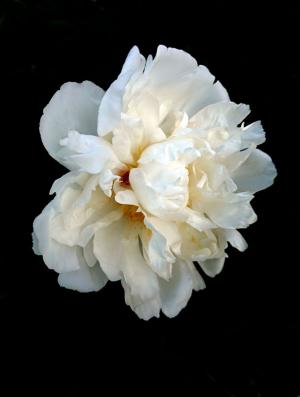 Competition entry: THE BEAUTY OF WHITE FLOWERS