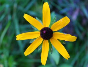 Competition entry: Black-eyed susan