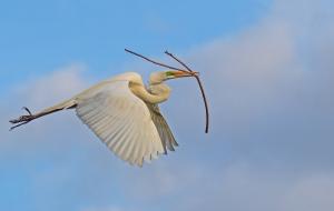 Competition entry: Great White Egret Carrying Stick For Its Nest