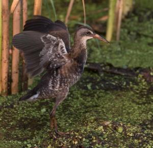 Competition entry: Virginia Rail Stretching