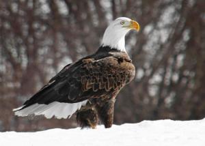 Competition entry: Eagle in Snow