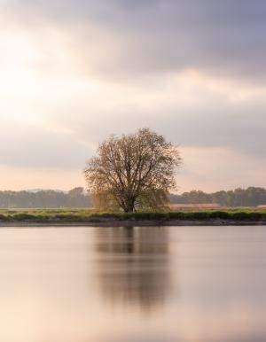 Competition entry: Lone Tree