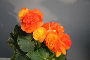 Competition entry: Reager begonia