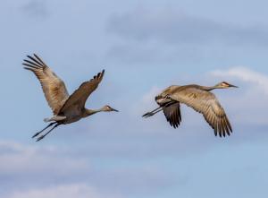 Competition entry: Sandhill Cranes in Flight