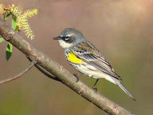 Competition entry: Yellow-rumped Warbler