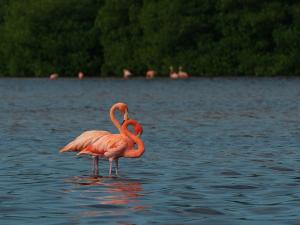 Competition entry: Flamingos, Las Coloradas