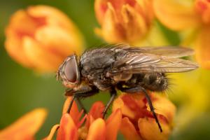 Closeup image of a fly on orange flowers