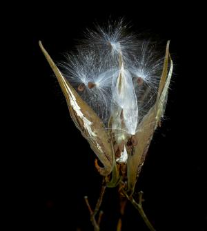 Competition entry: Midnight Milkweed