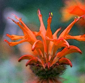 Competition entry: Bee Balm on Fire