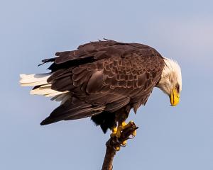 Competition entry: Bald Eagle hunting
