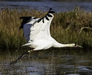 Competition entry: Whooping Crane taking flight