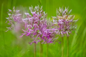 Competition entry: Summer Wild Orchids