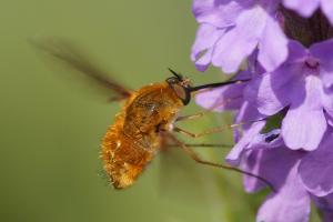 Bee Fly in Action